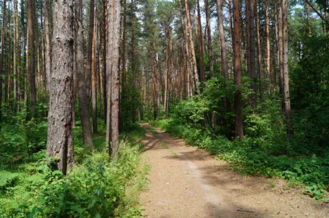 Мужчина и женщина заблудились в лесу в Пинском районе