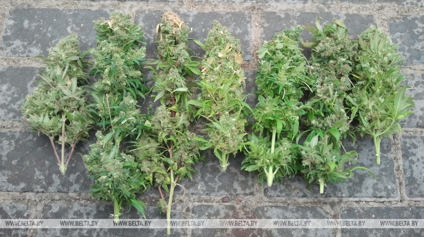 Двух жителей Пинского района будут судить за выращивание и сбыт марихуаны