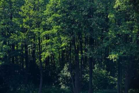 В Брестской области почти во всех районах введен запрет на посещение лесов